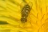 Syrphus sp.